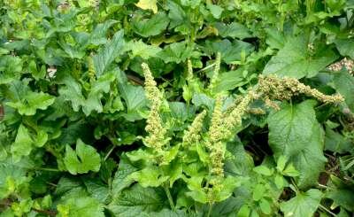 Chenopodium bonus-henricus, Brave Hendrik