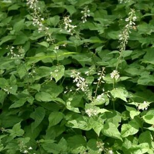 Circaea lutetiana, Groot heksenkruid