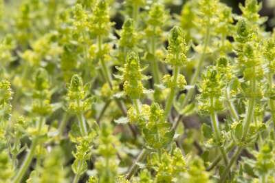 Cruciata laevipes, Kruisbladwalstro