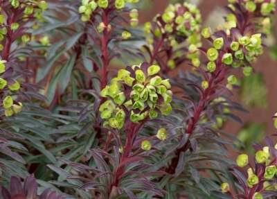Euphorbia 'Miners Merlot', Wolfsmelk