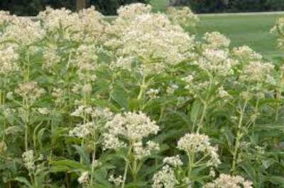 Eupatorium fistulosum 'Ivory Towers', Leverkruid