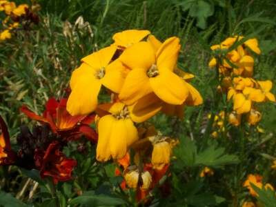 Erysimum cheiri, Muurbloem