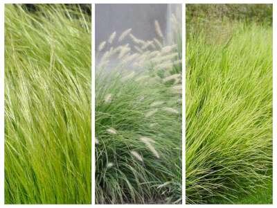 Borderpakket "Green Green Grass" voor 4m2 - P9 Pot (9x9cm)