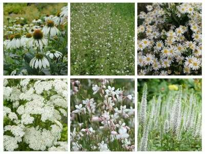 Borderpakket "Bright and White" voor 3m2 - P9 Pot (9x9cm)