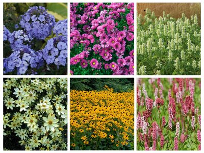 Borderpakket "Rainbow Garden" voor 3m2 - P9 Pot (9x9cm)