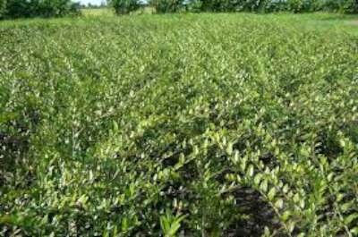Lonicera pileata 1L 20-25, Kamperfoelie