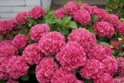 Hydrangea macro. 'Alpenglühen', 40-60 cm 3L, Hortensia
