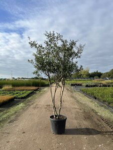 Osmanthus burkwoodii, 175-200 cm 70L, meerstammig, Schijnhulst