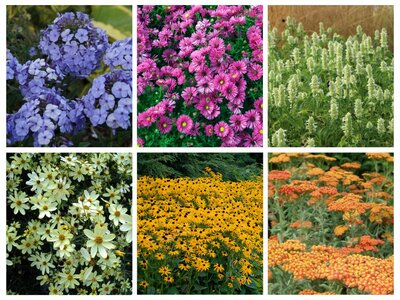 Borderpakket "Rainbow Garden" voor 3m2 - P9 Pot (9x9cm)