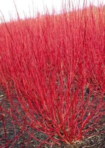 Cornus Alba, Witte Kornoelje, bosplantgoed, 1+1 40-60