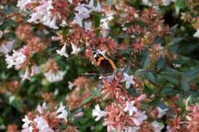 Abelia grandiflora, 3L