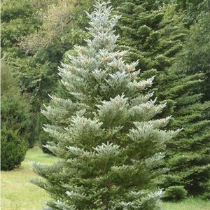 Abies koreana 'Silberlocke', 50-60 7.5L, Koreaanse zilverspar