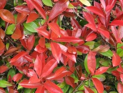 Photinia fras. 'Red Robin', 60-80 cm Kluit Glansmispel
