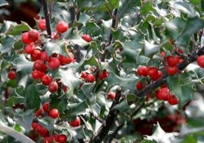 Ilex mes. 'Heckenfee' , 100-125 Kluit, Amerikaanse hulst ®