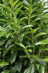 Prunus Laur. 'Genolia', 175-200 Kluit, Laurierkers