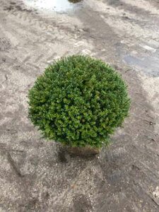 Taxus baccata bol 120 cm Kluit