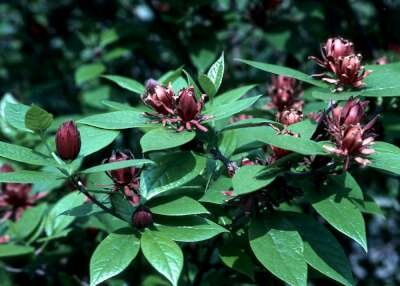 Calycanthus floridus, 60-80 Kluit, meloenboompje