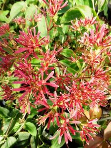 Heptacodium miconioides, 80/100 Kluit, Zeven zonen bloem