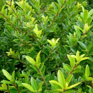 Ilex cren. 'Blondie', 50-60 Pot, Japanse Hulst ®