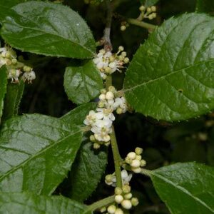 Ilex verticillata mannelijk, 60-80 Kluit, Hulst