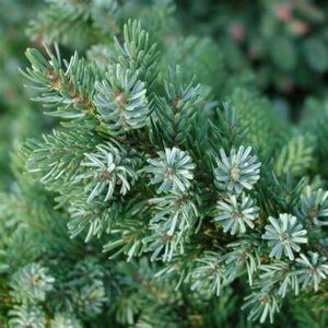 Picea omomorika 'Nana', 30-40 5L, Servische spar