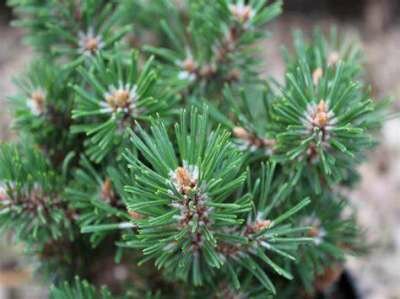 Pinus mugo 'Humpy', 10-20 3L