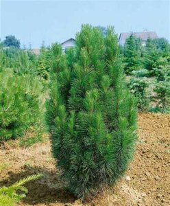 Pinus str. 'Fastigiata', 80-100 10L, Japanse den