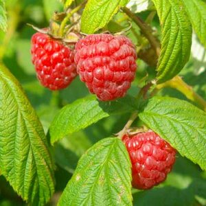 Rubus idaeus 'Heritage', 2L Framboos