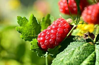 Rubus idaeus 'Zefa Herbsternte', 2L Framboos
