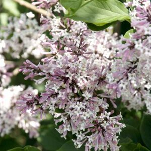 Syringa patula 'Miss Kim', 30-40 3L, Sering