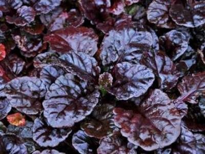 Ajuga reptans 'Black Scallop' ,Zenegroen