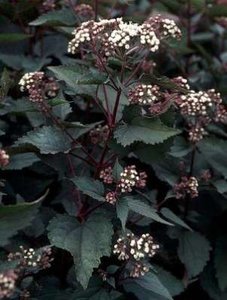 Eupatorium rugosum 'Chocolat', Leverkruid
