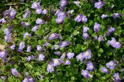 Mazus reptans, Mazus