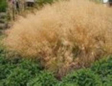 Deschampsia cespitosa 'Bronzeschleier', Smele