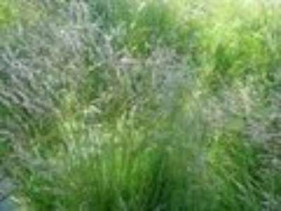 Deschampsia flexuosa, Smele