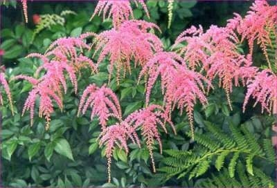 Astilbe thunbergii 'Straussenfeder', Pluimspirea