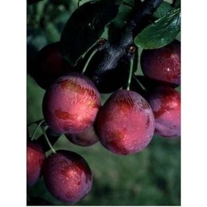 Prunus 'Wignon', HALFSTAM