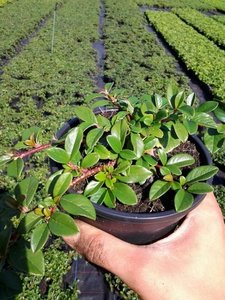 Cotoneaster dammeri, Dwergmispel P9 