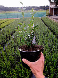 Ligustrum Ovalifolium 2L, 30-40cm Ligusterhaag