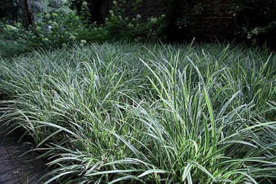 Carex morrowii 'Variegata', Zegge