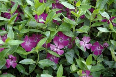 Vinca minor 'Atropurpurea' P9, Kleine Maagdenpalm purper