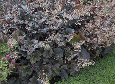 Heuchera micrantha 'Palace Purple', Purperklokje