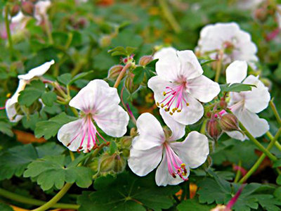 Geranium cantabrigiense 'Biokovo' P9, Ooievaarsbek