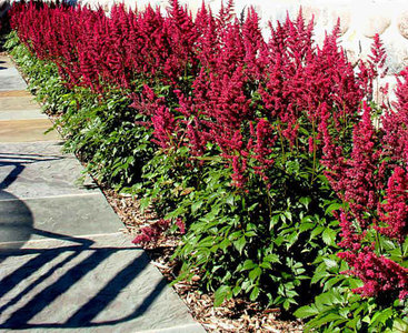 Astilbe arendsii 'Fanal', Pluimspirea