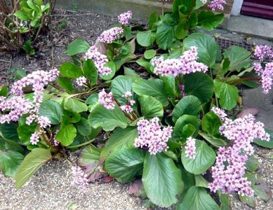 Bergenia cordifolia, Schoenlappersplant