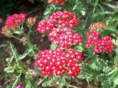 Achillea millefolium 'Cerise Queen', Duizendblad