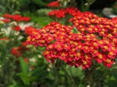 Achillea millefolium 'Paprika', Duizendblad