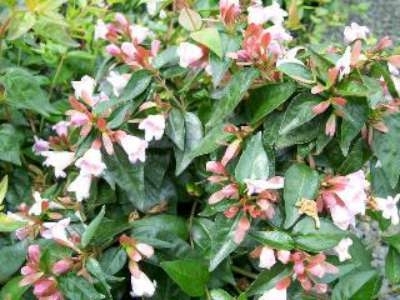 Abelia 'Edward Goucher', 3L