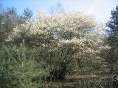 Amelanchier lamarckii, 60/80, Krentenboompje