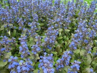 Ajuga reptans, Zenegroen